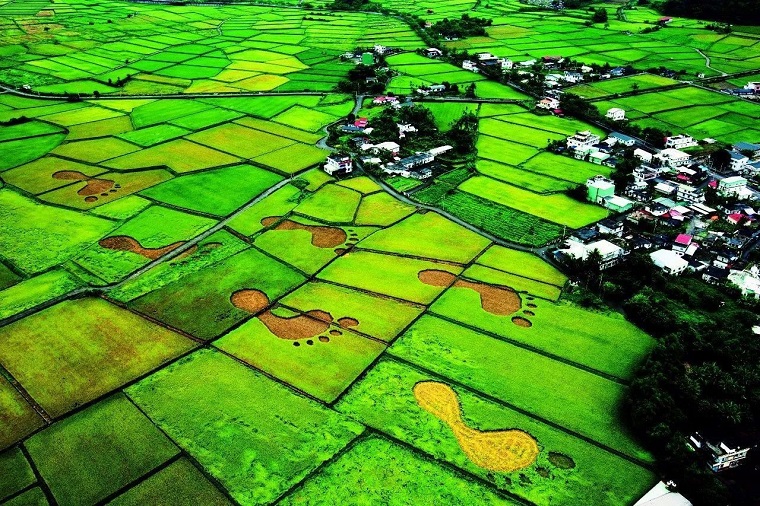 掌生谷粒——将稻米文化做到极致(图2)